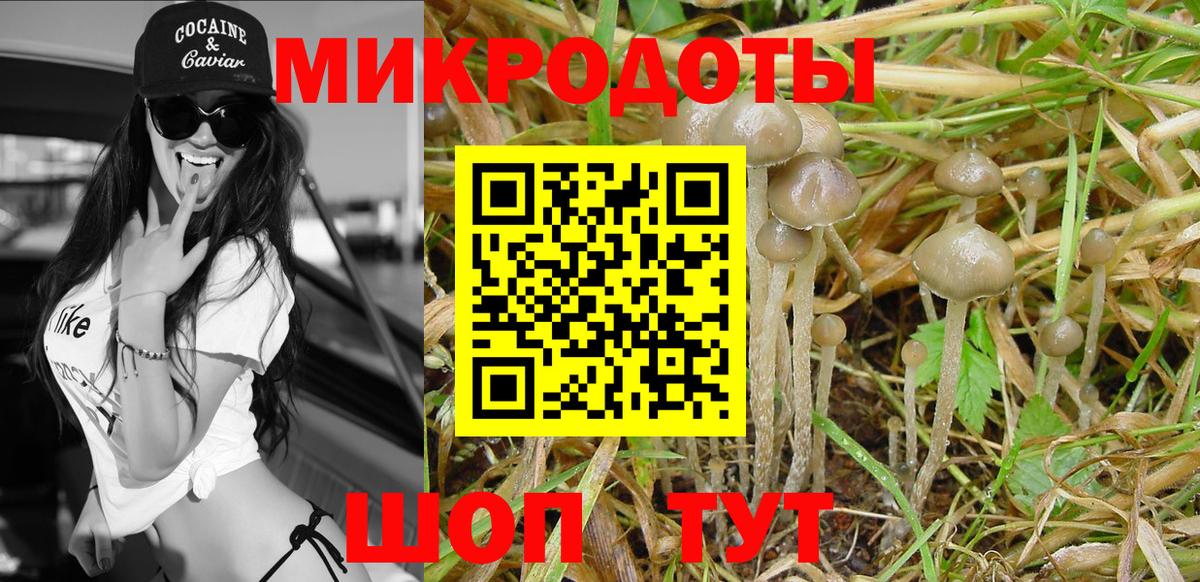 Псилоцибиновые грибы Cubensis Вязьма